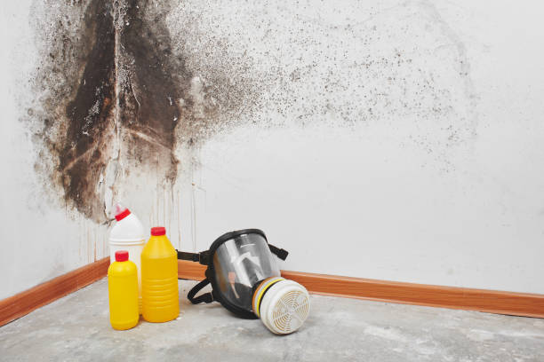Best Post-Flood Mold Remediation in Auburn Hills, MI