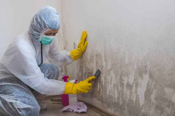 Best White Mold Remediation in Auburn Hills, MI