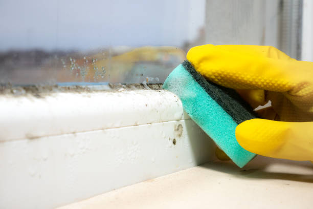 Best Black Mold Remediation in Auburn Hills, MI