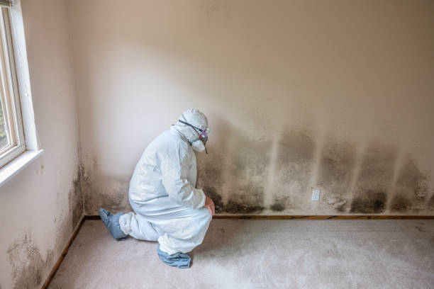 Auburn Hills, MI Mold Remediation Company