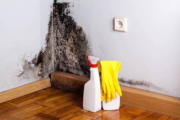 Best Emergency Mold Remediation in Auburn Hills, MI
